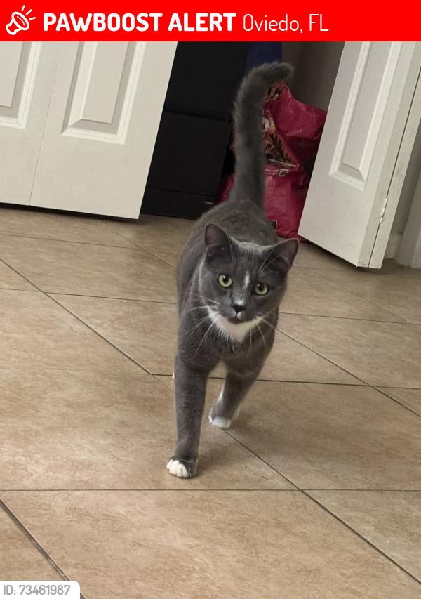 Lost Male Cat last seen Near Laurel Oaks Ct, Oviedo, FL 32765