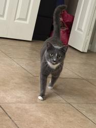 Lost Male Cat last seen Near Laurel Oaks Ct, Oviedo, FL 32765