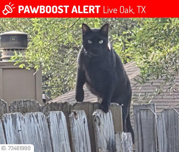 Lost Male Cat last seen Forest Hollow/Forest Rain, Live Oak, TX 78233