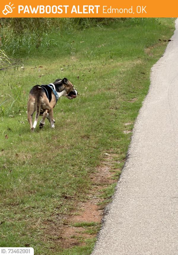 Found/Stray Female Dog last seen Kelly & Simmons, Edmond, OK 73034