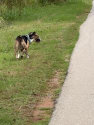 Found/Stray Female Dog last seen Kelly & Simmons, Edmond, OK 73034