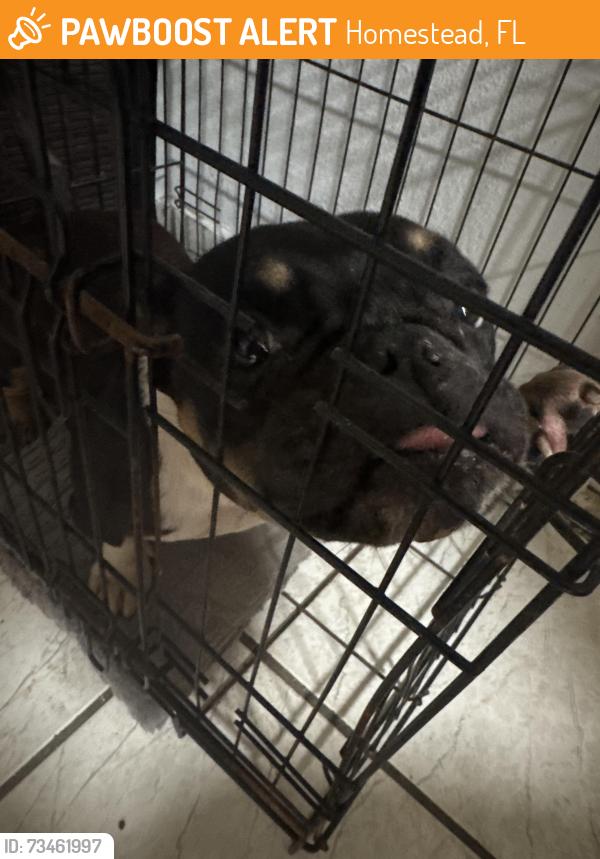 Found/Stray Female Dog last seen Leisure city, Homestead, FL 33033