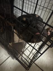 Found/Stray Female Dog last seen Leisure city, Homestead, FL 33033
