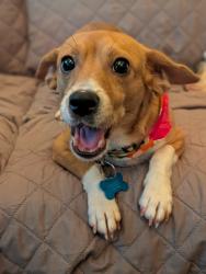 Reunited Female Dog last seen Lower Fayetteville, Coweta County, GA 30277