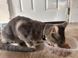 Found/Stray Male Cat last seen Picketts place/kims, North Ridgeville, OH 44039