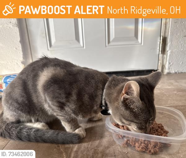 Found/Stray Male Cat last seen Picketts place/kims, North Ridgeville, OH 44039