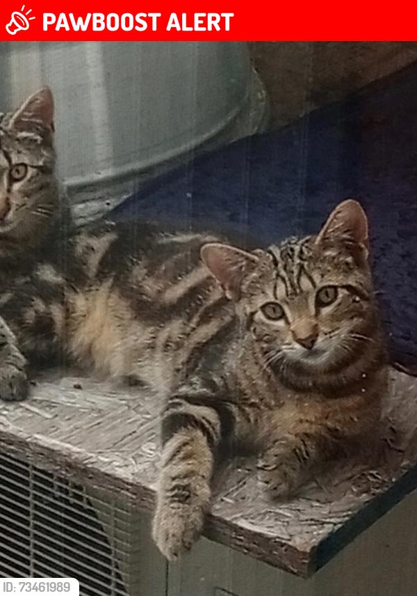Lost Male Cat last seen Shelter Road Crest Haven Complex CMC Clinic, Middle Township, NJ 08210