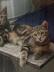 Lost Male Cat last seen Shelter Road Crest Haven Complex CMC Clinic, Middle Township, NJ 08210