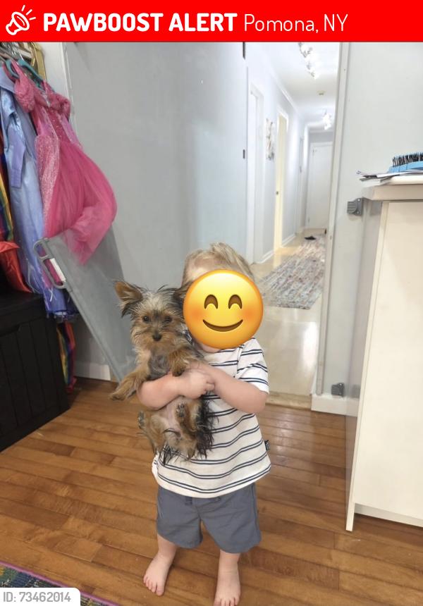 Lost Female Dog last seen Right by camp ramaquois, Pomona, NY 10970