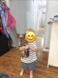 Lost Female Dog last seen Right by camp ramaquois, Pomona, NY 10970
