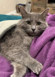 Reunited Female Cat last seen Bridle and Bay Street, San Jose, CA 95123