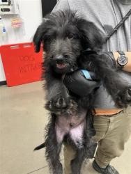 Shelter Stray Male Dog last seen Near BLOCK N FRUIT AVE, FRESNO CA 93705 2114, 5277 E Airways Blvd, Fresno, CA 93727, USA