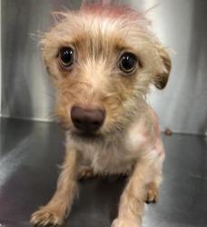 Shelter Stray Female Dog last seen Near BLOCK E BELMONT AVE, FRESNO CA 93702 2206, 5277 E Airways Blvd, Fresno, CA 93727, USA