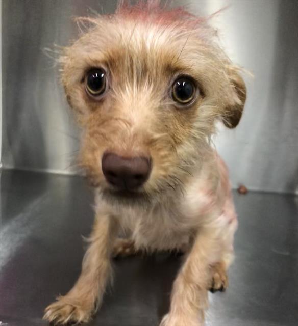 Shelter Stray Female Dog last seen Near BLOCK E BELMONT AVE, FRESNO CA 93702 2206, 5277 E Airways Blvd, Fresno, CA 93727, USA