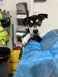 Shelter Stray Male Dog last seen Near BLOCK E UNIVERSITY AVE, FRESNO CA 93704, 5277 E Airways Blvd, Fresno, CA 93727, USA