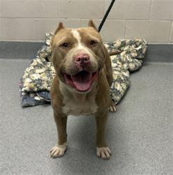Shelter Stray Male Dog last seen Near, 5001 E Raymond St, Indianapolis, IN 46203, USA