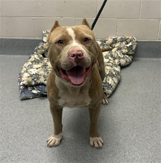 Shelter Stray Male Dog last seen Near, 5001 E Raymond St, Indianapolis, IN 46203, USA