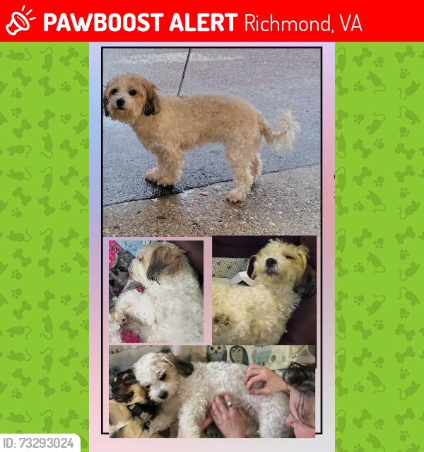 Lost Female Dog last seen Ironbridge rd near Kingsland, Richmond, VA 23234