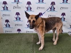 Shelter Stray Male Dog last seen , 2769 Conroy Rd, Orlando, FL 32839, USA