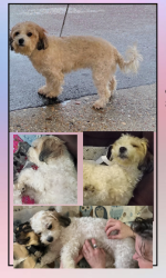 Lost Female Dog last seen Ironbridge rd near Kingsland, Richmond, VA 23234