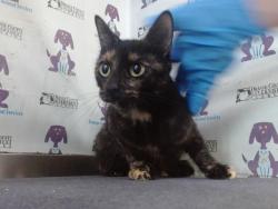 Shelter Stray Female Cat last seen , 2769 Conroy Rd, Orlando, FL 32839, USA