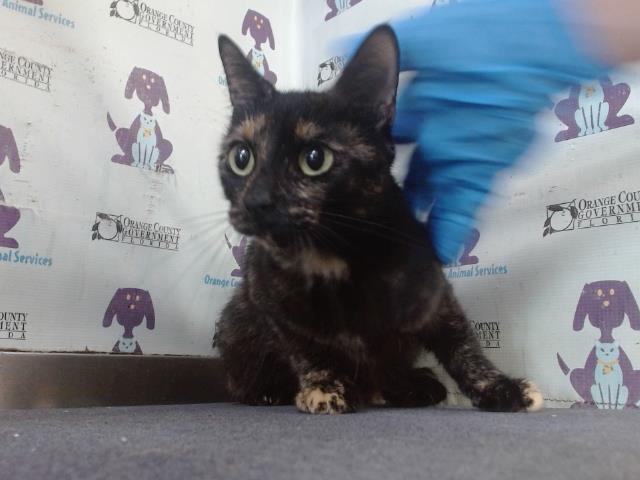 Shelter Stray Female Cat last seen , 2769 Conroy Rd, Orlando, FL 32839, USA