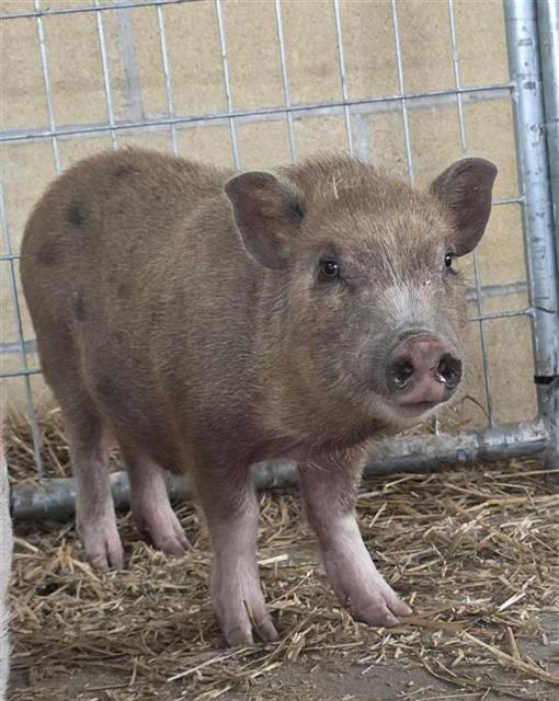 Shelter Stray Male Livestock last seen Near BLOCK W TRAVIS, 4710 TX-151, San Antonio, TX 78227, USA
