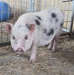 Shelter Stray Female Livestock last seen Near BLOCK W TRAVIS, 4710 TX-151, San Antonio, TX 78227, USA