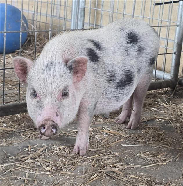 Shelter Stray Female Livestock last seen Near BLOCK W TRAVIS, 4710 TX-151, San Antonio, TX 78227, USA