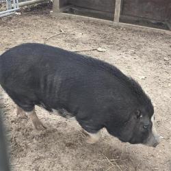 Shelter Stray Female Livestock last seen Near BLOCK OF ELUSIVE PASS, 4710 TX-151, San Antonio, TX 78227, USA