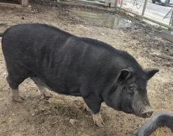 Shelter Stray Male Livestock last seen Near BLOCK OF ELUSIVE PASS, 4710 TX-151, San Antonio, TX 78227, USA