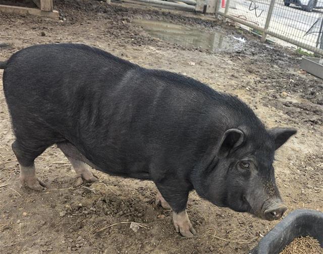 Shelter Stray Male Livestock last seen Near BLOCK OF ELUSIVE PASS, 4710 TX-151, San Antonio, TX 78227, USA