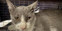 Shelter Stray Female Cat last seen Near BLOCK OF W COMMERCE, 4710 TX-151, San Antonio, TX 78227, USA