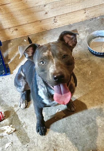 Shelter Stray Male Dog last seen , 4710 TX-151, San Antonio, TX 78227, USA