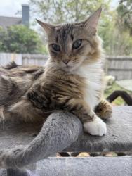 Lost Female Cat last seen Morning glory dr, lake Mary FL, Lake Mary, FL 32746