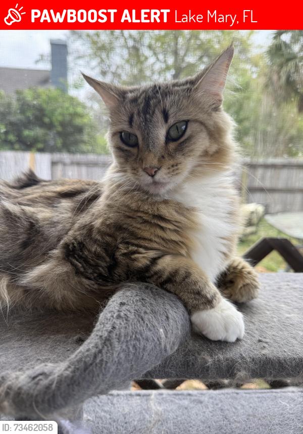 Lost Female Cat last seen Morning glory dr, lake Mary FL, Lake Mary, FL 32746