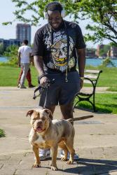 Lost Male Dog last seen Osborn high school, Detroit, MI 48205