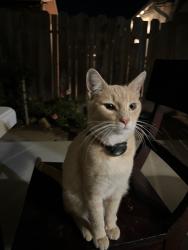 Lost Male Cat last seen Park, Modesto, CA 95350