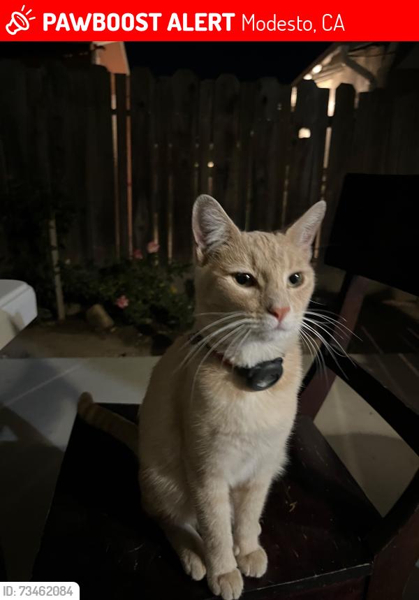 Lost Male Cat last seen Park, Modesto, CA 95350