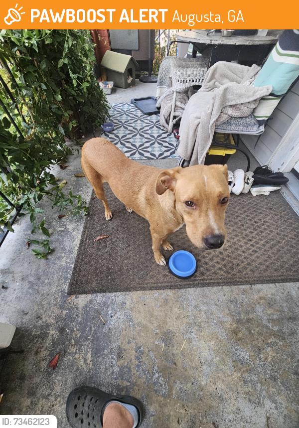 Found/Stray Unknown Dog last seen Watkins and Metcaf, Augusta, GA 30904