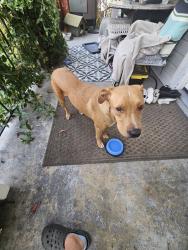 Found/Stray Unknown Dog last seen Watkins and Metcaf, Augusta, GA 30904