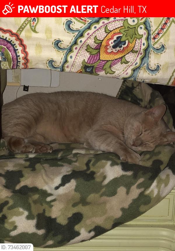 Lost Male Cat last seen Same as above, Cedar Hill, TX 75104