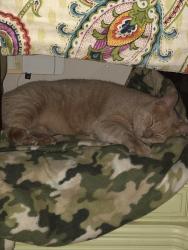 Lost Male Cat last seen Same as above, Cedar Hill, TX 75104