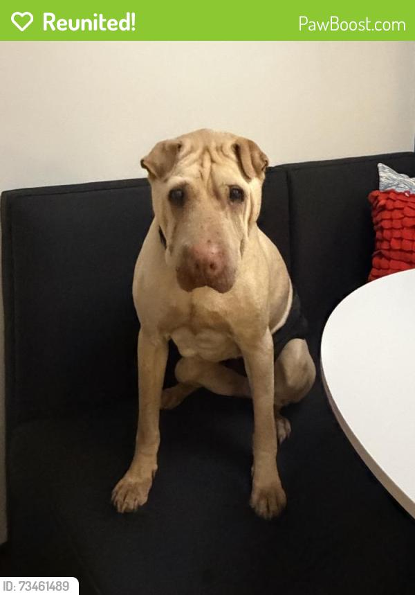 Reunited Male Dog last seen Raymond ave, Saint Paul, MN 55114