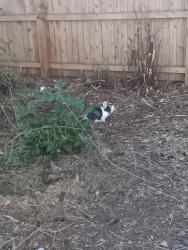 Found/Stray Unknown Rabbit last seen Around the fence of red brick apmt, Lakewood, CO 80214
