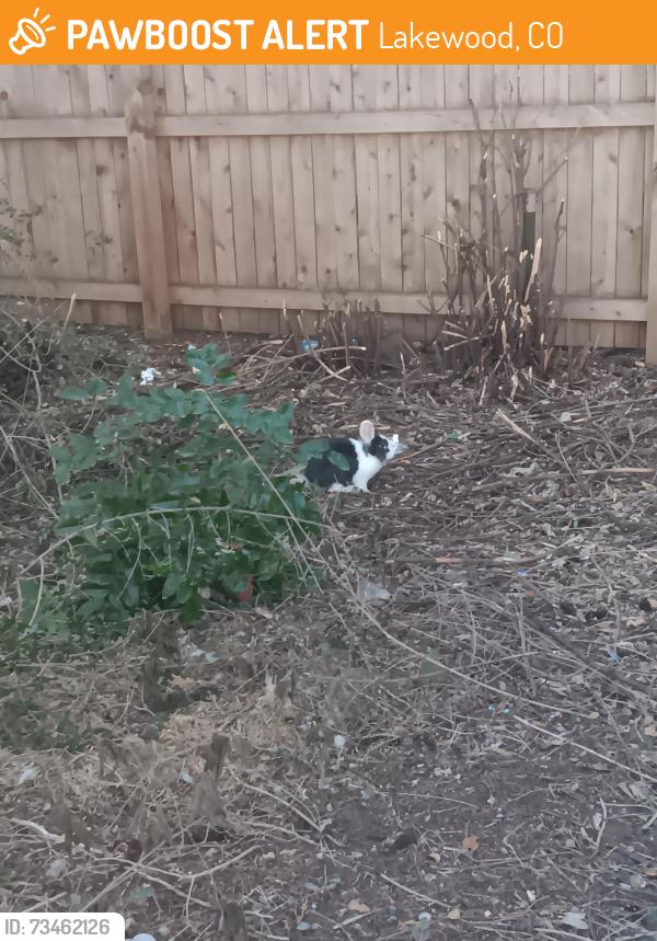 Found/Stray Unknown Rabbit last seen Around the fence of red brick apmt, Lakewood, CO 80214