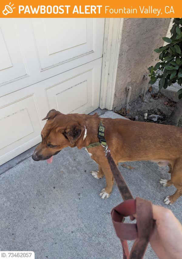 Found/Stray Male Dog last seen Euclid and Edinger, Fountain Valley, CA 92708
