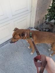 Found/Stray Male Dog last seen Euclid and Edinger, Fountain Valley, CA 92708