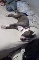 Reunited Female Dog last seen Fm 972, Georgetown, TX 78626