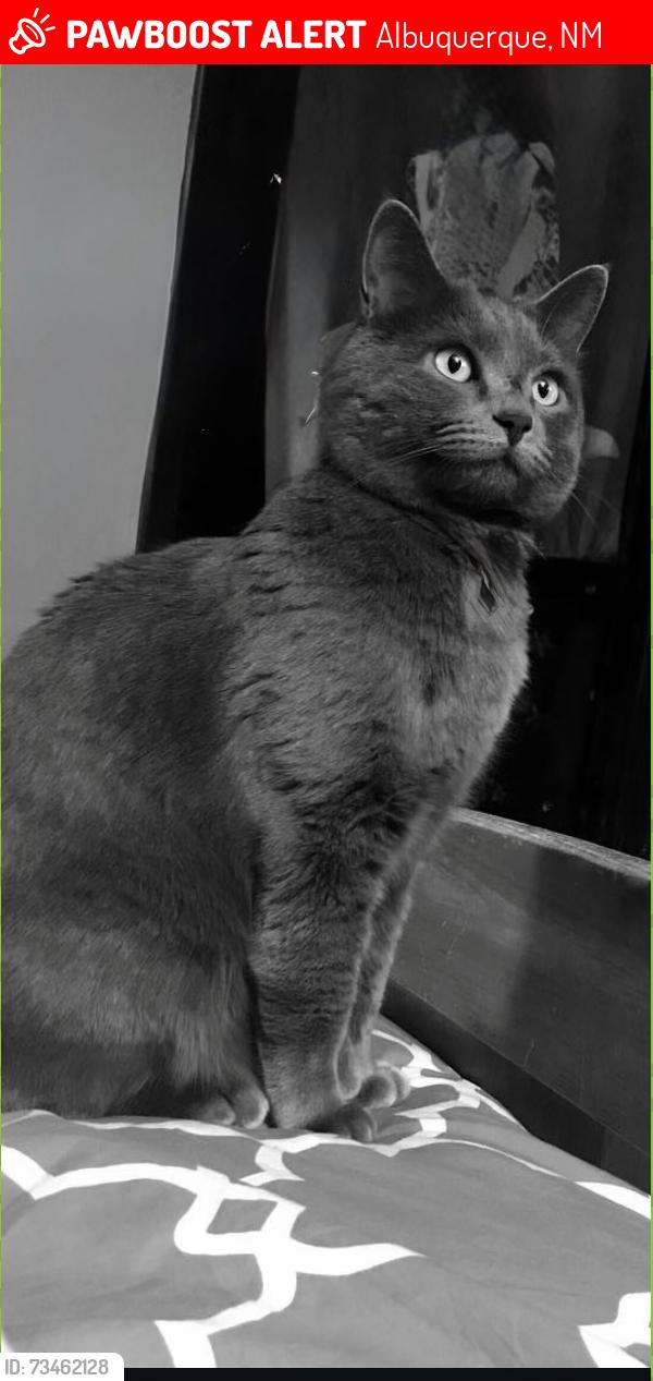 Lost Female Cat last seen McMahon Blvd. NW, Albuquerque, NM 87114